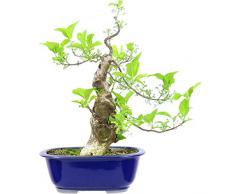 Japanisches Pfaffenhütchen, Prebonsai, 20 Jahre, 41cm