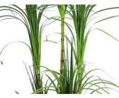 EUROPALMS Dracenabusch 215cm Imposante Zimmerpflanze mit Tropenflair