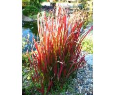 Japanisches Blutgras Imperata cylindrica Red Baron Solitär im 5 Liter Pflanzcontainer