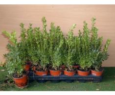Buchsbaum Buxus sempervirens arborescens 15 cm hoch mit Topfballen 20 Stck.