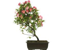 Satsuki Azalee Reiko, Prebonsai, 16 Jahre, 53cm