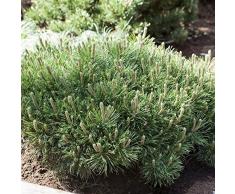 Zwerg Kiefer Pinus mugo Pumilio Ziergehölz als Kübel oder Beetpflanze - Topf gewachsen (7 L 40-50cm)