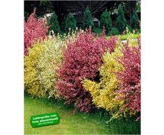 BALDUR-Garten Ginster-HeckeTricolor, 3 Pflanzen Cytisus praecox winterhart Heckenpflanzen