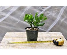 PLAT FIRM GERMINATIONSAMEN: Curly Leaf Jade Bonsai - 4Pot, Prebonsai, Unique & Nice!