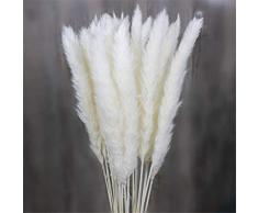 RAILONCH 30 Stück Natürliche Pampasgras Getrocknet Pampas Gras Phragmites Trockenblumen Blumenstrauß Deko für Hause Wohnzimmer Fotografie Hotel Hochzeit (Weiß)