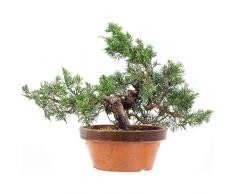 Chinesischer Wacholder Shimpaku, Prebonsai, 15 Jahre, 30cm