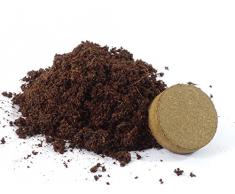 SAFLAX - Washingtonia Fächerpalme (Washingtonia robusta) - 12 Samen - Mit Anzuchtsubstrat