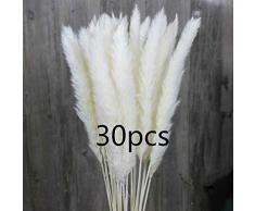 CHBOP 30 x Getrocknetes Pampasgras natürlicher Blumenstrauß Deko für Inneneinrichtungen Fotografie Hochzeit weiß
