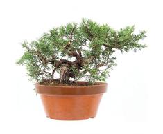 Chinesischer Wacholder Shimpaku, Prebonsai, 15 Jahre, 28cm