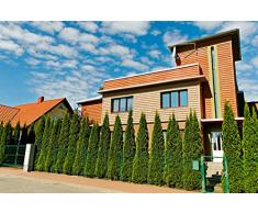 Thuja smaragd Lebensbaum, im Container 100 bis 125 cm