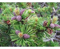 Bergkiefer Pinus mugo pumilio Pflanze 15-20cm Latschenkiefer Zwergkiefer Rarität