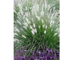 10 x Pennisetum alopecuroides 1 Liter (Ziergras/Gräser/Stauden) Lampenputzergras ab 3,19 pro Stück