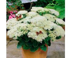 Keland Garten - Raritäten Fetthenne Reichblühend für Bienen Schmetterlinge Farbenmix Violett/weiß/Gelb, Blumensamen Mischung winterhart mehrjährig für Beet, Freiland