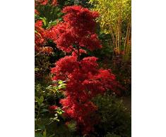 Ahorn Palmatum Shainia - roter asiatischer Fächerahorn - verschiedene Größen (50-60cm - Topf Ø 19 cm - 3 Ltr.)
