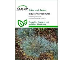 SAFLAX - Gräser-Bambus-Blauschwingel-Gras - 50 Samen - Festuca glauca