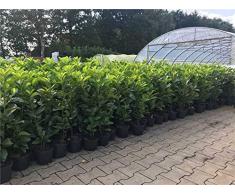Kirschlorbeer Heckenpflanzen immergrün Sichtschutz Prunus lauroc.Novita im Topf gewachsen 40-60cm (20 Stück)