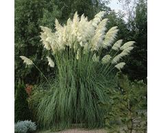 Dominik Blumen und Pflanzen, winterharte Staude Pampasgras, Cortaderia selloana, weiß blühend, 4 Gräser, 9 cm Topf, 10 - 30 cm hoch, plus 1 Paar Handschuhe gratis