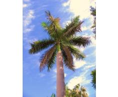 Roystonea Regia KUBANISCHEN ROYAL PALM hohen Zierbaum Palmen Pflanzensamen 100 Samen