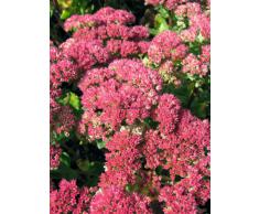 Staudenkulturen Wauschkuhn Sedum telephium Herbstfreude - Fetthenne - Staude im 9cm Topf