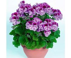 Keland Garten - Duftend Selten 50 Stück Geranie Pelargonium Blumensamen mehrjährig winterhart, beliebteste Balkonpflanze für Beete, Rabatten, Kübel und viele Gefäße