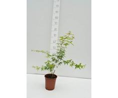 Acer palmatum Ueno Yama - oranger asiatischer Fächerahorn - verschiedene Größen (60-70cm - Topf Ø 17cm)