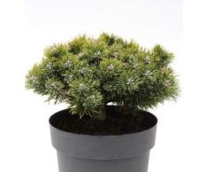 Zwerg Kiefer Sherwood Compact 40-50cm - Pinus mugo