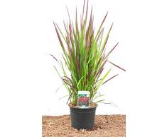 Japanisches Blutgras Imperata cylindrica Red Baron 2 Liter Pflanzcontainer