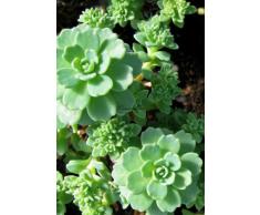 Staudenkulturen Wauschkuhn Sedum pachyclados - Fetthenne - Staude im 9cm Topf