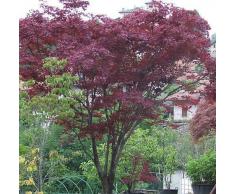 Acer palmatum atropurpureum - Roter Fächerahorn - Bonsai - 20 Samen