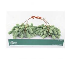 Schlangen-Fetthenne Ampel 40 cm Sedum Burrito