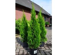 Smaragd Lebensbaum Thuja occidentalis Smaragd 100 - 125 cm hoch im 5 Liter Pflanzcontainer