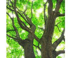 Beautytalk-Garten Selten Riesen Baum Samen Großen Baum Samen Einfach Wachsen Baumsamen Saatgut winterhart mehrjährig Zierbaum für Balkon/Garten