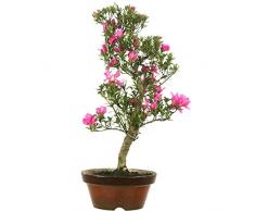 Satsuki Azalee Hanabin, Prebonsai, 18 Jahre, 58cm