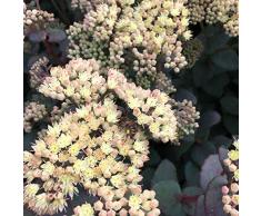 Blumixx Stauden Sedum telephium ssp. ruprechtii - Fetthenne im 0,5 Liter Topf gelb blühend