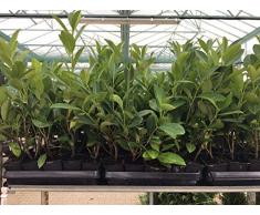 Kirschlorbeer Heckenpflanzen immergrün Sichtschutz Prunus lauroc.Novita im Topf gewachsen 20-40cm (10 Stück)