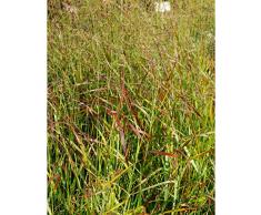 Panicum virgatum Hänse Herms - Braunrote Rutenhirse, im 0,5 Liter Topf, braun blühend
