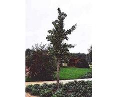 Ginkgo biloba Princeton Sentry - Fächerblattbaum - Ginko - Heilpflanze - Freundschaftsbaum