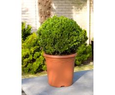 Buchsbaum, ca. 55 cm, Balkonpflanze ganzjährig-immergrün, Terrassenpflanze sonnig-halbschattig-schattig, Kübelpflanze Südbalkon-Westbalkon-Ostbalkon-Nordbalkon, Buxus sempervirens, im Topf