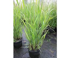 Panicum virgatum Strictum - Rutenhirse Strictum