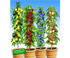 BALDUR-Garten Säulen-Obst-Kollektion Birne, Kirsche, Pflaume & Apfel, 4 Pflanzen als Säule Birnbaum, Kirschbaum, Pflaumenbaum, Apfelbaum