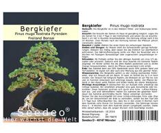 Seedeo® Bergkiefer (Pinus mugo Rostrata Pyrenäen) Bonsai 25 Samen