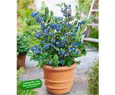 BALDUR-Garten Topf-Heidelbeere Blaubeeren Heidelbeeren Pflanze, 1 Pflanze Vaccinium corymbosum reichtragend Heidelbeere für Töpfe und Kübel