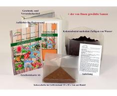 SAFLAX - Geschenk Set - Gräser-Bambus-Japanisches Blutgras - 50 Samen - Mit Geschenk- / Versandbox, Versandaufkleber, Geschenkkarte und Anzuchtsubstrat - Imperata cylindrica