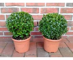 Blumen-Senf 2 Stück Buchsbaum Kugel Durchmesser: 22 cm, Buxus