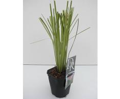 Rosa Pampasgras - Cortaderia selloana Rosea - 1 Pflanze (2 Ltr. Topf)