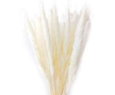 25 Pcs Natürliche Getrocknete Pampas Gras, Schilfrohr Communis, Hochzeit Blumenstrauß, 60cm hoch weiß