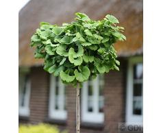 Hochstamm Fächerblattbaum 40-60cm - Ginkgo biloba