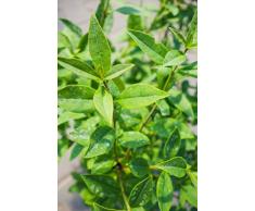 Schwarzgrüner Liguster Atrovirens 60-80 cm Busch für Sonne-Schatten Zierstrauch weiß Laub Terrassenpflanze winterhart 1 Pflanze im Topf