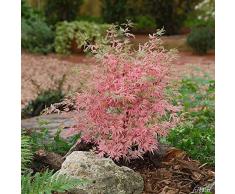 Qulista Samenhaus - Rarität Fächerahorn Mix Gelbgrün/leuchtend rot/Rosa | 20pcs Bonsai Baum Saatgut winterhart mehrjährig in Steingärten, an Teichen und in japanischen Gärten