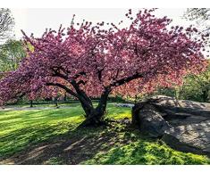 Prunus serrulata, Japanische Zierkirsche 5 Samen -Sehr Zierbaum (Cherry Japanese Flowering)